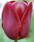 Tulipani Jan Reus