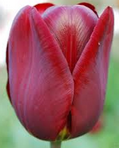 Tulipa Jan Reus