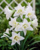 Amaryllis hippeastrum Jewel