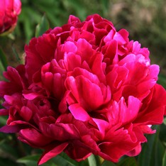 Peonia Karl Rosenfield