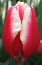 Tulipa Leen van der Mark