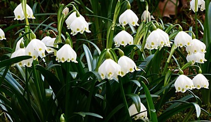 Leucojum Vernum