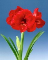 Amaryllis hippeastrum Liberty