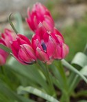 Tulipani Little Beauty