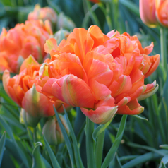 Tulipa Abba Orange