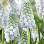 Muscari Lady Blue