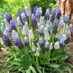 Mixed Muscari misti