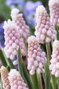 Muscari Pink Sunrise