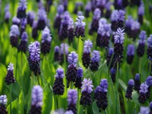 Muscari Latifolium