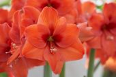 Amaryllis hippeastrum Naranja