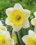 Narcisi Ice Folllies