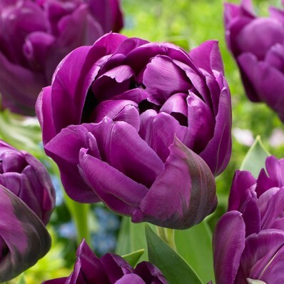 Tulipani Negrita Double