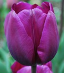 Tulipa Negrita