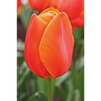 Tulipa Orange Cassini
