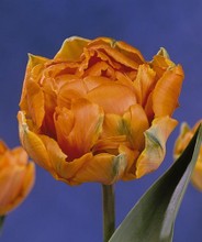 Tulipani Orange Princess