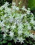 Ornithogalum Umbellatum