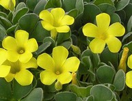 Oxalis purpurea Ken Aslet