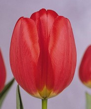 Tulipa Parade (calibro 14/+ !)