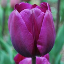 Tulipani Purple Flag