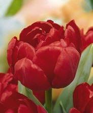 Tulipani Red Nova