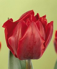 Tulipani Red Princess