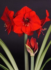 Amaryllis hippeastrum Red Lion