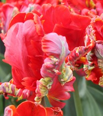 Tulipa Rococo