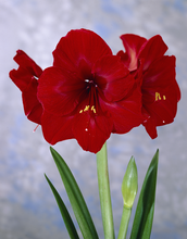 Amaryllis hippeastrum Royal Velvet