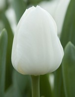 Tulipani Royal Virgin