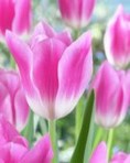Tulipani Royal Ten