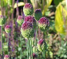 Allium Sphaerocephalon