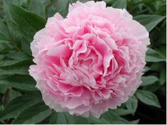 Peonia Sarah Bernhardt