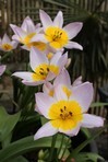 Tulipani Saxatilis