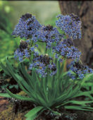 Scilla Peruviana