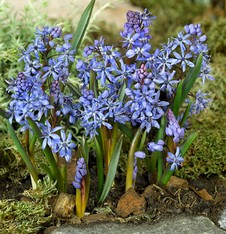 Scilla Bifolia