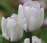 Tulipani Shirley