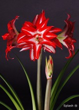 Amaryllis hippeastrum Splash