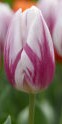 Tulipa Striped Flag