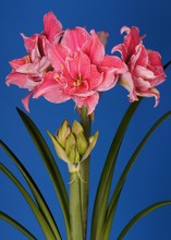 Amaryllis hippeastrum Sweet Nymph