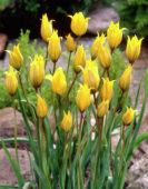 Tulipani Sylvestris
