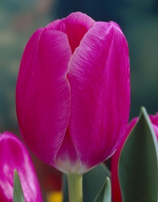 Tulipa Carola