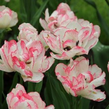 Tulipani Cartouche