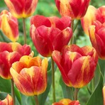 Tulipani Colour Mistic