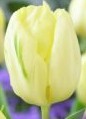 Tulipa Creme Flag