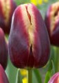 Tulipani Dobberman