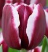 Tulipa Fontainebeau