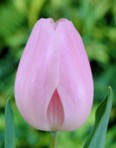 Tulipa Rosalie