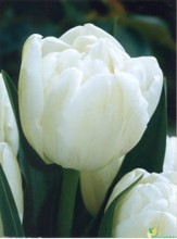 Tulipani Up White