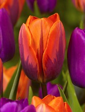 Tulipa Prinses Irene