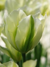 Tulipa Spring Green